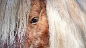 Mini Shetland Pony im Zoo
