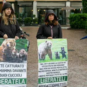 Italien: Entscheidung über Abschussbefehl für Bärin JJ4 vertagt