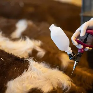 Frühere Impfung gegen Blauzungenkrankheit bei Rindern