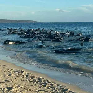 Gastrandete Wale in Australien