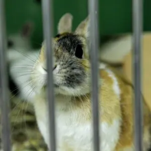 Ein Hase sitzt in einem Tierheim in einem Käfig