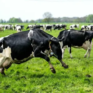 Kühe beim Viehaustrieb