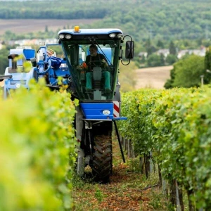 Beginn der Weinlese in Thüringen