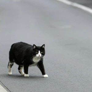 Landtag befasst sich mit Streunerkatzen