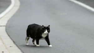 Landtag befasst sich mit Streunerkatzen