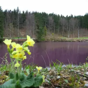 Weiher im Allgäu