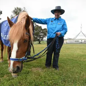 Australisches Wildpferd