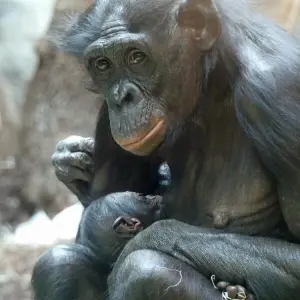 Bonobo «Nayoki» mit Jungtier
