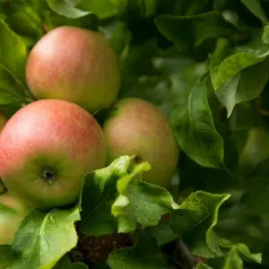 Äpfel an einem Apfelbaum