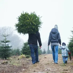 Kleine Familie transportiert Tannenbaum