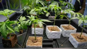 NRW erlaubt bis zu 3000 Cannabis-Clubs