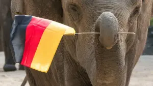 Vor der EM 2021 trug ein Hagenbeck-Elefant eine Deutschland-Fahne