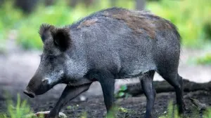 Schweinepest in Hessen