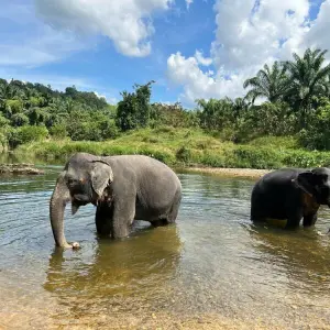 Asiatische Elefanten in Thailand