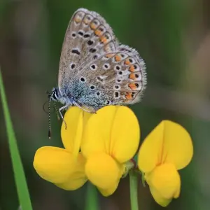 Schmetterlingsmonitoring