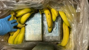 95 Kilo Kokain in Bananenkartons landen beim Discounter