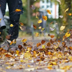 Stadtreinigung startet Kampf gegen Herbstlaub