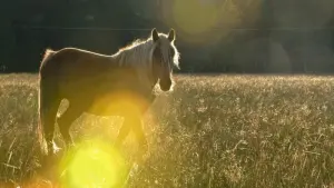 Ein Haflinger steht am Abend auf der Weide