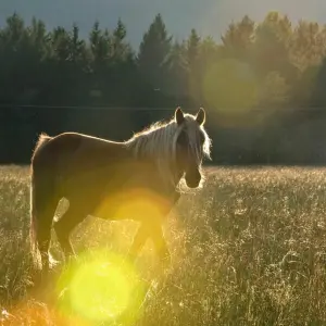 Ein Haflinger steht am Abend auf der Weide