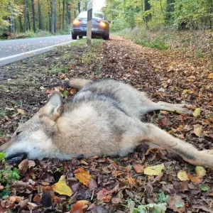 Wolf überfahren