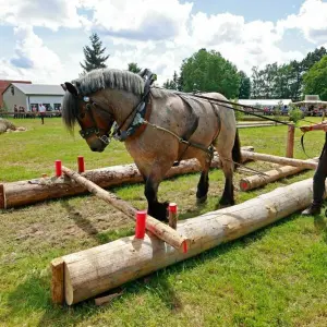 Meisterschaft im Holzrücken