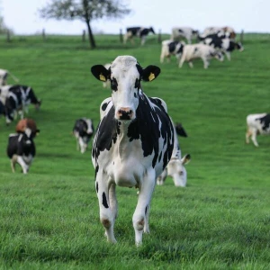 Weideaustrieb in der Milchwirtschaft