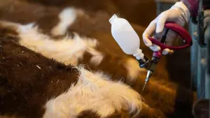 Niedrige Impfquote gegen Blauzungenkrankheit bei Rindern