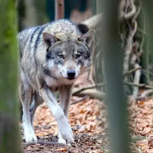 Wolf in Tierpark