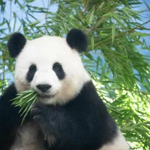 Panda-Nachwuchs im Berliner Zoo erwartet