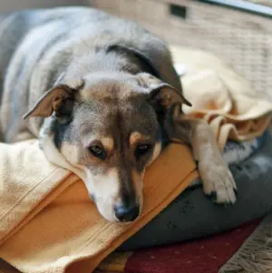 Hund liegt in einem Körbchen