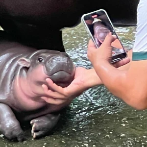 Zwergflusspferd Moo Deng in Thailand