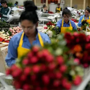 Blumenproduktion in Kolumbien