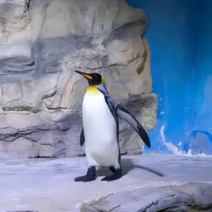 Vorbild Pinguin Glätte Pinguingang