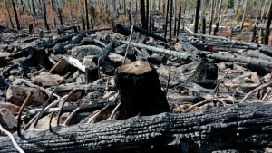 Nach Waldbrand am Königsberg