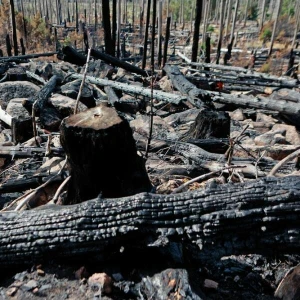 Nach Waldbrand am Königsberg