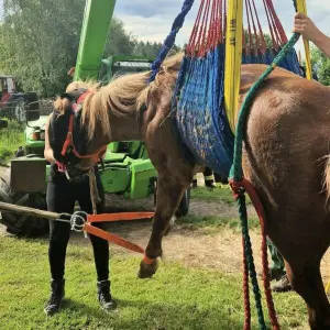 Feuerwehr rettet Pferd aus Schacht
