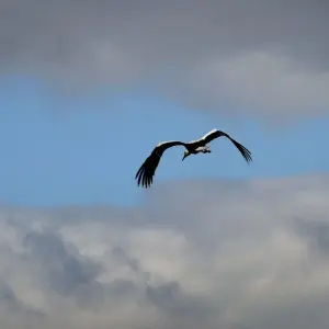 Storch vor Wolkenlücke