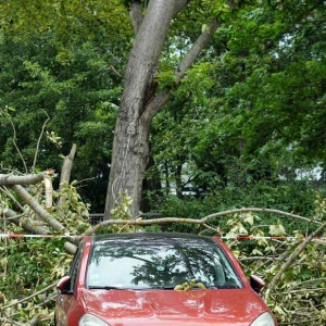 Autoschaden durch umgestürzten Baum