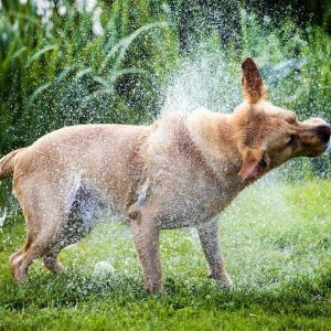 Mehr Hundesteuereinnahmen in MV