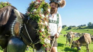 Viehscheid im Allgäu