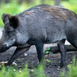 Afrikanische Schweinepest im Landkreis Mainz-Bingen