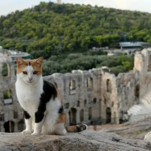 Katze auf dem Gelände der Akropolis in Athen