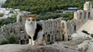 Katze auf dem Gelände der Akropolis in Athen