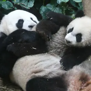 Pandas in Singapur