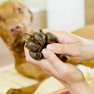 Frau kontrolliert die Pfote eines Hundes