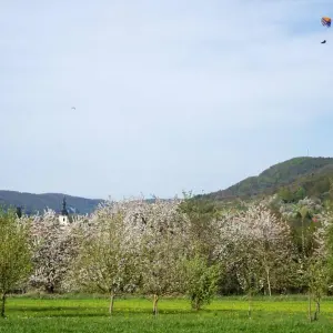 Kirschblüte in Franken