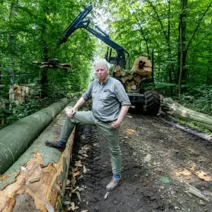 Holzernte im Privatwald