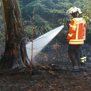 Brand im Hardtwald