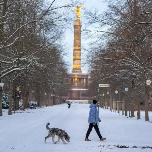Hund in Berlin