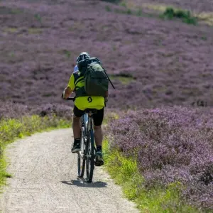 Heideblüte im Naturschutzpark Lüneburger Heide